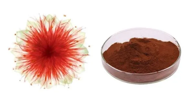 Rhodiola Rosea extract powder