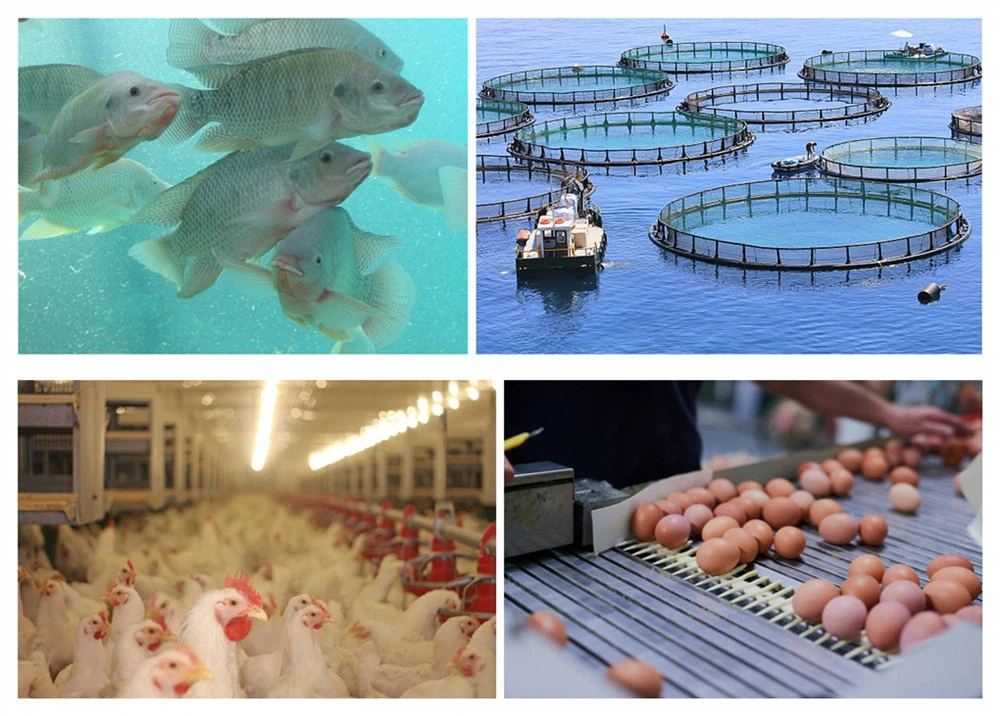 istockphoto-139670232-612x612__