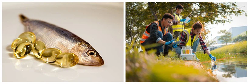 fish oil crisis fish oil crisis