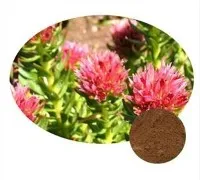 Rhodiola Rosea -uutejauhe